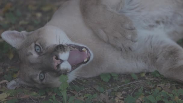 秋の森の中の美しいプーマ。アメリカのクーガー-マウンテンライオン。野生の猫は森の中の地面に横たわっている。野生動物アメリカ。スローモーション120 fps, ProRes 422,未グレードのC-LOG 10ビット — ストック動画