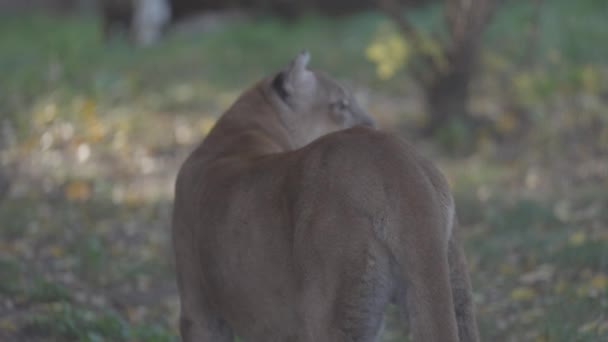 Belle Puma dans la forêt d'automne. Couguar américain - lion de montagne. Chat sauvage marche dans la forêt, scène dans les bois. Wildlife America. 4K au ralenti 120 ips, ProRes 422, C-LOG non gradué 10 bits — Video