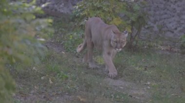 Sonbahar ormanındaki güzel Puma. Amerikan puması, dağ aslanı. Vahşi kedi ormanda yürür, ormanda sahne alır. Vahşi yaşam Amerika 'sı. 4K yavaş çekim 120 fps, ProRes 422, derecelendirilmemiş C-LOG 10 bit