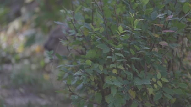 Hermoso Puma en el bosque de otoño. puma americana - puma de montaña. Gato salvaje camina en el bosque, escena en el bosque. Wildlife America. 4K cámara lenta, ProRes 422, sin clasificar C-LOG 10 bit — Vídeo de stock