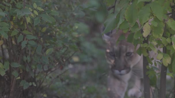 Piękny puma w jesiennym lesie. Amerykański puma - puma górska. Dziki kot spaceruje po lesie, scena w lesie. Ameryka dzikiej przyrody. 4K slow motion, ProRes 422, niesklasyfikowany C-LOG 10 bit — Wideo stockowe