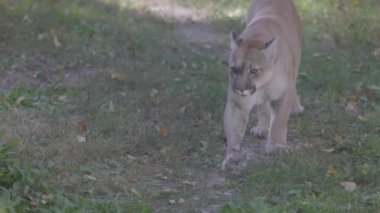 Sonbahar ormanındaki güzel Puma. Amerikan puması, dağ aslanı. Vahşi kedi ormanda yürür, ormanda sahne alır. Vahşi yaşam Amerika 'sı. 4K ağır çekim, ProRes 422, derecelendirilmemiş C-LOG 10 bit