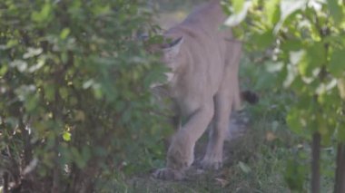 Sonbahar ormanındaki güzel Puma. Amerikan puması, dağ aslanı. Vahşi kedi ormanda yürür, ormanda sahne alır. Vahşi yaşam Amerika 'sı. 4K yavaş çekim 120 fps, ProRes 422, derecelendirilmemiş C-LOG 10 bit