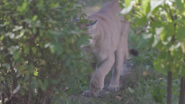 Beautiful Puma in autumn forest. American cougar - mountain lion. Wild cat walks in the forest, scene in the woods. Wildlife America. 4K slow motion 120 fps, ProRes 422, ungraded C-LOG 10 bit — Stock Video