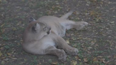 Sonbahar ormanındaki güzel Puma. Amerikan puması, dağ aslanı. Vahşi kedi ormanda yerde uzanıyordu. Vahşi yaşam Amerika 'sı. Ağır çekim 120 fps, ProRes 422, derecelendirilmemiş C-LOG 10 bit