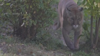 Sonbahar ormanındaki güzel Puma. Amerikan puması, dağ aslanı. Vahşi kedi ormanda yürür, ormanda sahne alır. Vahşi yaşam Amerika 'sı. 4K yavaş çekim 120 fps, ProRes 422, derecelendirilmemiş C-LOG 10 bit