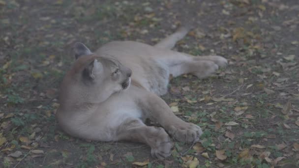 秋の森の中の美しいプーマ。アメリカのクーガー-マウンテンライオン。野生の猫は森の中の地面に横たわっている。野生動物アメリカ。スローモーション120 fps, ProRes 422,未グレードのC-LOG 10ビット — ストック動画