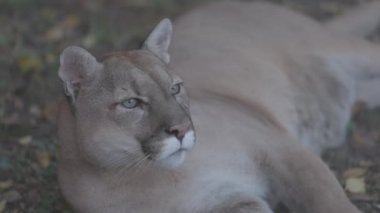 Sonbahar ormanındaki güzel Puma. Amerikan puması, dağ aslanı. Vahşi kedi ormanda yerde uzanıyordu. Vahşi yaşam Amerika 'sı. Ağır çekim 120 fps, ProRes 422, derecelendirilmemiş C-LOG 10 bit