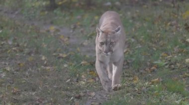 Sonbahar ormanındaki güzel Puma. Amerikan puması, dağ aslanı. Vahşi kedi ormanda yürür, ormanda sahne alır. Vahşi yaşam Amerika 'sı. 4K yavaş çekim 120 fps, ProRes 422, derecelendirilmemiş C-LOG 10 bit