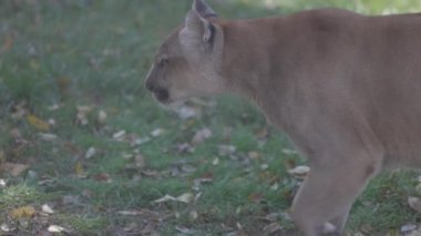 Sonbahar ormanındaki güzel Puma. Amerikan puması, dağ aslanı. Vahşi kedi ormanda yürür, ormanda sahne alır. Vahşi yaşam Amerika 'sı. 4K yavaş çekim 120 fps, ProRes 422, derecelendirilmemiş C-LOG 10 bit