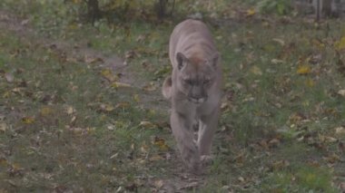 Sonbahar ormanındaki güzel Puma. Amerikan puması, dağ aslanı. Vahşi kedi ormanda yürür, ormanda sahne alır. Vahşi yaşam Amerika 'sı. 4K yavaş çekim 120 fps, ProRes 422, derecelendirilmemiş C-LOG 10 bit