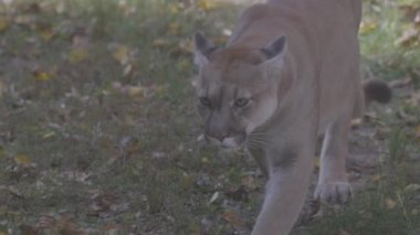 Sonbahar ormanındaki güzel Puma. Amerikan puması, dağ aslanı. Vahşi kedi ormanda yürür, ormanda sahne alır. Vahşi yaşam Amerika 'sı. Ağır çekim 120 fps, ProRes 422, derecelendirilmemiş C-LOG 10 bit