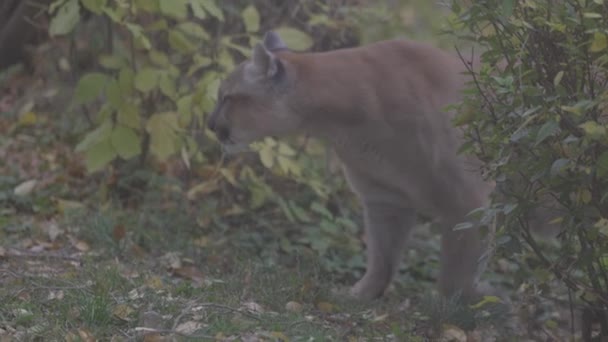 秋の森の中の美しいプーマ。アメリカのクーガー-マウンテンライオン。野生の猫は森の中を歩くと、森の中のシーン。野生動物アメリカ。4Kスローモーション120 fps 、 ProRes 422 、未グレードのC-LOG 10ビット — ストック動画
