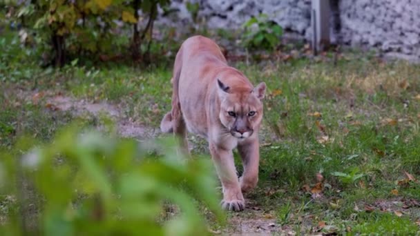 Belo Puma na floresta de outono. Puma americana - leão de montanha. Gato selvagem caminha na floresta, cena na floresta. Vida selvagem na América. 4K câmera lenta 120 FPS — Vídeo de Stock