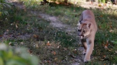 Sonbahar ormanındaki güzel Puma. Amerikan puması, dağ aslanı. Vahşi kedi ormanda yürür, ormanda sahne alır. Vahşi yaşam Amerika 'sı. 4K ağır çekim 120 FPS