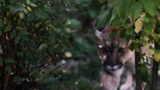 Красивая Пума в осеннем лесу. Американская пума - пума. Дикая кошка гуляет по лесу, сцена в лесу. Дикая природа Америки. 4K slow motion 120 FPS — стоковое видео