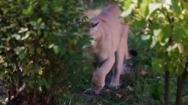 Sonbahar ormanındaki güzel Puma. Amerikan puması, dağ aslanı. Vahşi kedi ormanda yürür, ormanda sahne alır. Vahşi yaşam Amerika 'sı. 4K ağır çekim 120 FPS