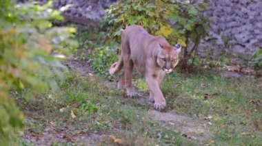 Sonbahar ormanındaki güzel Puma. Amerikan puması, dağ aslanı. Vahşi kedi ormanda yürür, ormanda sahne alır. Vahşi yaşam Amerika 'sı. 4K ağır çekim 120 FPS