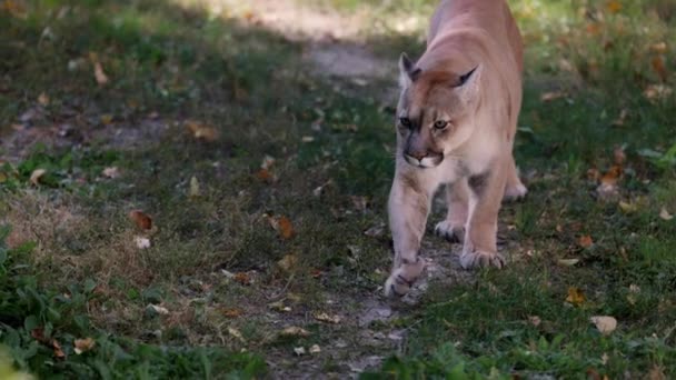 Hermoso Puma en el bosque de otoño. puma americana - puma de montaña. Gato salvaje camina en el bosque, escena en el bosque. Wildlife America. 4K cámara lenta 120 FPS — Vídeos de Stock