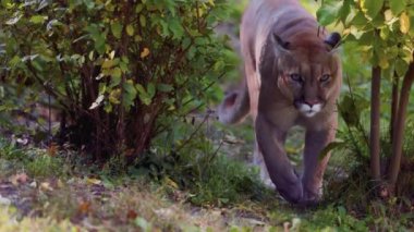 Sonbahar ormanındaki güzel Puma. Amerikan puması, dağ aslanı. Vahşi kedi ormanda yürür, ormanda sahne alır. Vahşi yaşam Amerika 'sı. 4K ağır çekim 120 FPS