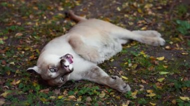 Sonbahar ormanındaki güzel Puma. Amerikan puması, dağ aslanı. Vahşi kedi ormanda yerde uzanıyordu. Vahşi yaşam Amerika 'sı. Yavaş çekim 120 fps