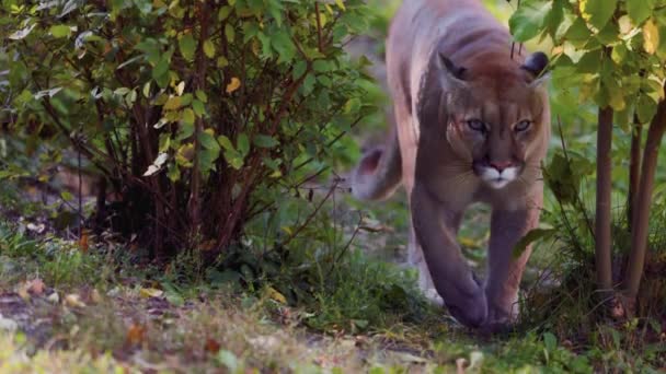 Piękny puma w jesiennym lesie. Amerykański puma - puma górska. Dziki kot spaceruje po lesie, scena w lesie. Ameryka dzikiej przyrody. 4K zwolnione tempo 120 FPS — Wideo stockowe