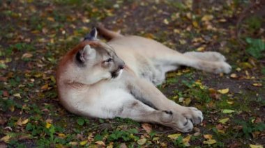 Sonbahar ormanındaki güzel Puma. Amerikan puması, dağ aslanı. Vahşi kedi ormanda yerde uzanıyordu. Vahşi yaşam Amerika 'sı. Yavaş çekim 120 fps