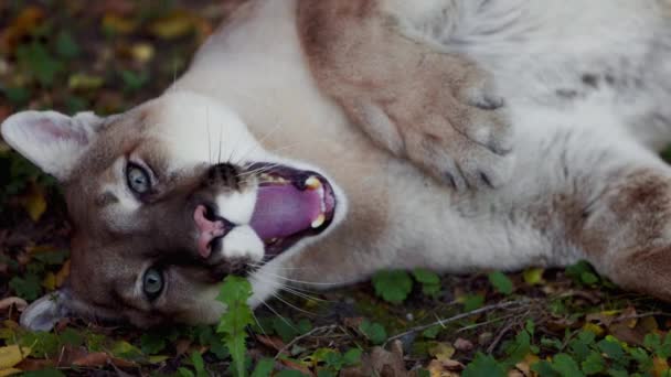 秋の森の中の美しいプーマ。アメリカのクーガー-マウンテンライオン。野生の猫は森の中の地面に横たわっている。野生動物アメリカ。スローモーション120fps — ストック動画