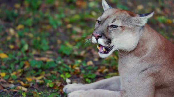 Beautiful Puma in autumn forest. American cougar - mountain lion. Wild cat is lying on the ground in the forest. Wildlife America. Slow motion 120 fps — Stock Video