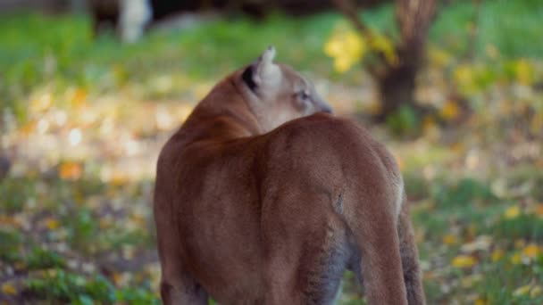 Prachtige Puma in het herfstbos. Amerikaanse poema - bergleeuw. Wilde kat wandelingen in het bos, scène in het bos. Wildlife Amerika. 4K slow motion 120 FPS — Stockvideo