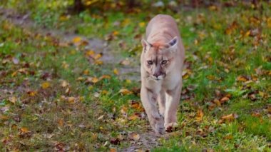Sonbahar ormanındaki güzel Puma. Amerikan puması, dağ aslanı. Vahşi kedi ormanda yürür, ormanda sahne alır. Vahşi yaşam Amerika 'sı. 4K ağır çekim 120 FPS