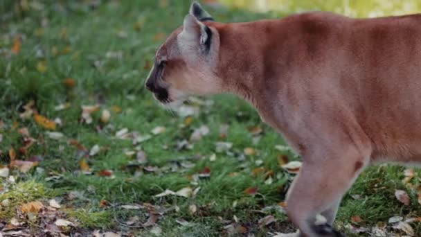 Piękny puma w jesiennym lesie. Amerykański puma - puma górska. Dziki kot spaceruje po lesie, scena w lesie. Ameryka dzikiej przyrody. 4K zwolnione tempo 120 FPS — Wideo stockowe