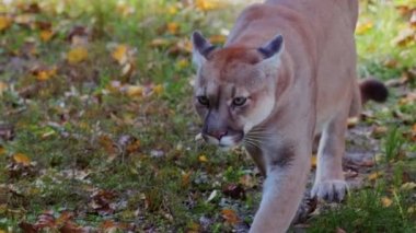 Sonbahar ormanındaki güzel Puma. Amerikan puması, dağ aslanı. Vahşi kedi ormanda yürür, ormanda sahne alır. Vahşi yaşam Amerika 'sı. 4K ağır çekim 120 FPS