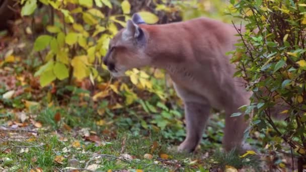 Bella Puma nella foresta autunnale. Puma americana - puma di montagna. Gatto selvatico passeggia nella foresta, scena nel bosco. Wildlife America. 4K slow motion 120 FPS — Video Stock