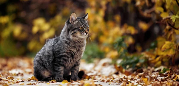 Macska portré. Elmosódott macska az őszi parkban. Utcai macska portréja — Stock Fotó