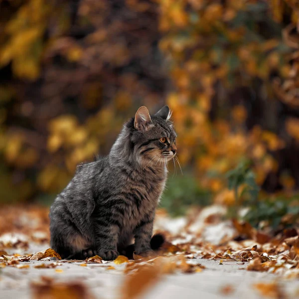 Cat portrait. Disheveled cat in the autumn park. Portrait of a street cat — Stock Photo, Image