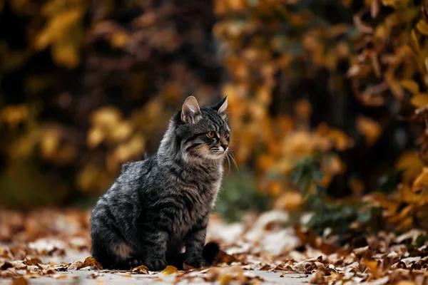 Kattporträtt. Disheveled katt i höst park. Porträtt av en gatukatt — Stockfoto