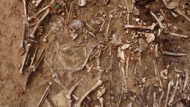 Skulls and bones of people in the ground. Human remains bones of skeleton, ground tomb — Stock Video