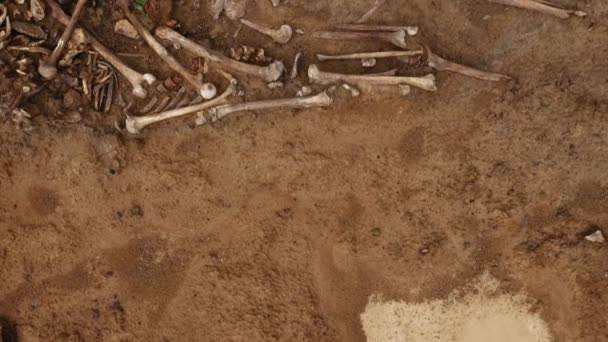 Черепа и кости людей в земле. Человеческие останки кости скелета, могила — стоковое видео