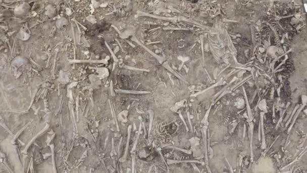 Skulls and bones of people in the ground, Work of the search team at the site of a mass shooting of people. Human remains bones of skeleton, ground tomb. Real human remains. Dlog-M 10 bit — Stock Video