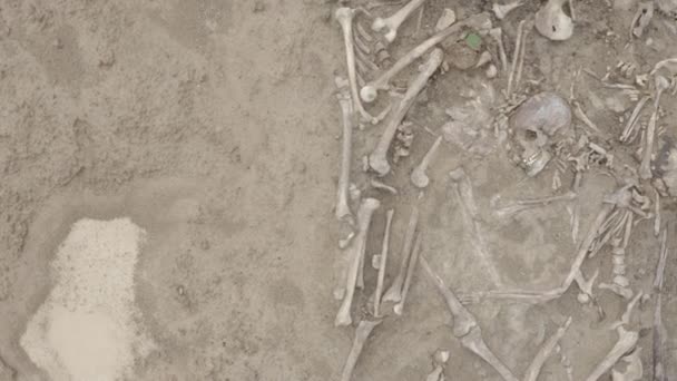Crânes et os de personnes dans le sol, Travail de l'équipe de recherche sur le site d'une fusillade de masse de personnes. restes humains ossements de squelette, tombeau au sol. De vrais restes humains. Dlog-M 10 bits — Video
