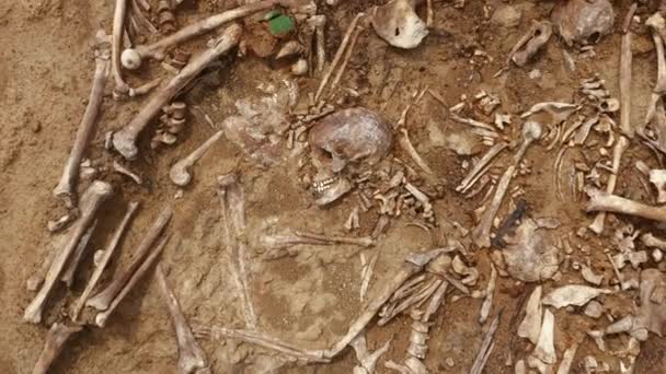 Skulls and bones of people in the ground, Work of the search team at the site of a mass shooting of people. Human remains bones of skeleton, ground tomb. Real human remains — Stock Video