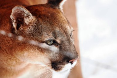 Kışın ormanda Puma, Dağ Aslanı bakışı. Dağ aslanı karlı bir ormanda avlanır. Karda vahşi kedi. Avını takip eden bir avcının gözleri. Büyük bir kedinin portresi.