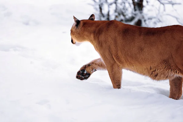 Puma in the winter woods, Mountain Lion look. Mountain lion hunts in a snowy forest. Wild cat on snow. Eyes of a predator stalking prey. Portrait of a big cat — Stockfoto