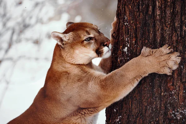 Beau portrait d'un couguar canadien. puma, puma, couguar derrière un arbre. cougar aiguise ses griffes sur un arbre. Scène hivernale dans les bois. wildlife America. Portrait d'un grand chat — Photo