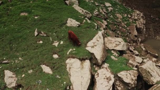 Cows graze at the waterfall. Beautiful view of Tobot waterfall. Caucasus mountains. Aerial View of the Tobot Waterfall. Most popular natural landmark. 4K,10 bit Video — Vídeo de Stock