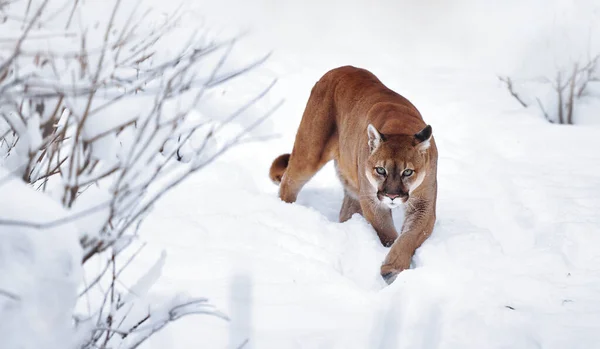 Puma v zimním lese, pohled horského lva. Horský lev loví v zasněženém lese. Divoká kočka na sněhu. Oči dravce, který sleduje kořist. Portrét velké kočky — Stock fotografie