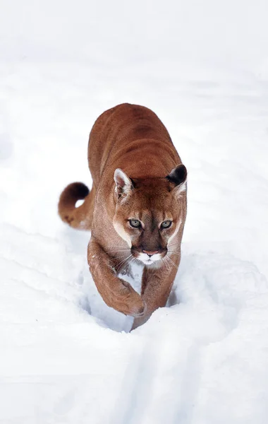 Puma dans les bois d'hiver, Mountain Lion look. Le lion des montagnes chasse dans une forêt enneigée. Chat sauvage sur la neige. Les yeux d'un prédateur traquant une proie. Portrait d'un grand chat — Photo