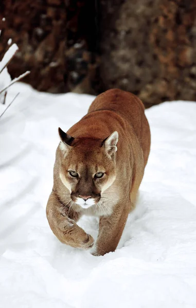 Puma in het winterbos, Mountain Lion look. Bergleeuw jaagt in een besneeuwd bos. Wilde kat op sneeuw. Ogen van een roofdier die een prooi stalkt. Portret van een grote kat — Stockfoto