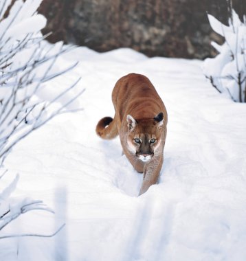 Kışın ormanda Puma, Dağ Aslanı bakışı. Dağ aslanı karlı bir ormanda avlanır. Karda vahşi kedi. Avını takip eden bir avcının gözleri. Büyük bir kedinin portresi.